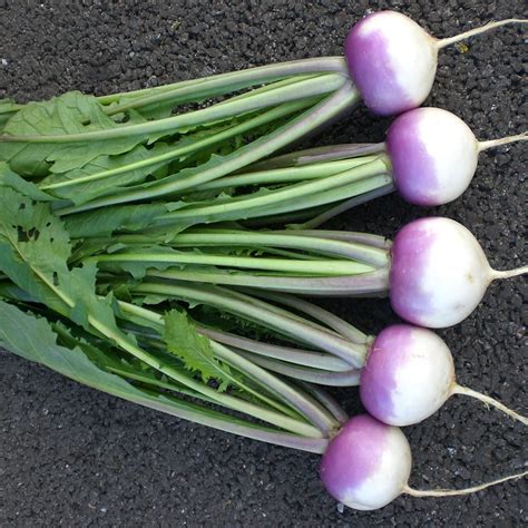 Buy Turnip Brassica Rapa Rapifera Group Sweet Bell F1 Turnip