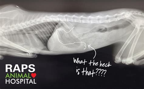 Cat X Ray Challenge Tell Us What You See Regional Animal Protection