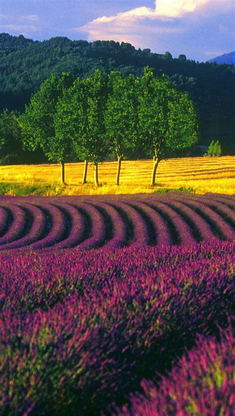 Lavender Fields Provence Beautiful World Beautiful Places Beautiful