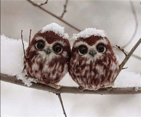 Two Little Owl Covered With Snow In Russia Cuteness Overloaded Rpics