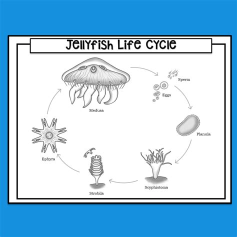 Jellyfish Life Cycle Made By Teachers