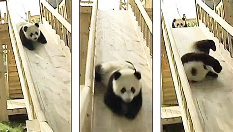 Cute Baby Pandas On A Slide