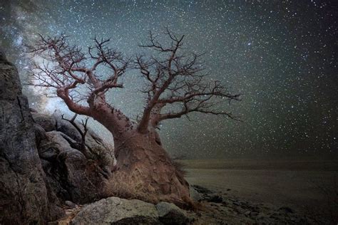 Best Photography Of World S Ancient Trees By Beth Moon