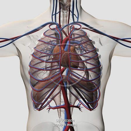 In biology, an organ (latin: Medical illustration of male chest with arteries, veins ...
