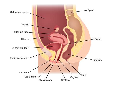 Pelvic Organs Female Diagram Abdominal Anatomy Chart Female Anatomy Of The Female Most