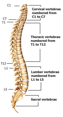 The strongest part of something he is the backbone of the family. Neck Pain - North Alabama Spine and Rehab, Huntsville and Decatur
