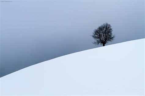 Gray Tree On Snowcap Mountain Hd Wallpaper Wallpaper Flare