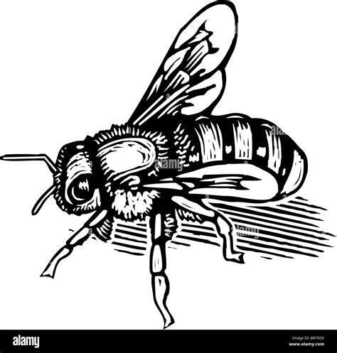 Cartoon Bee Black And White Stock Photos And Images Alamy