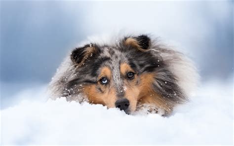 Download Wallpapers Collie Dogs Winter Scottish Shepherd Dog Pets