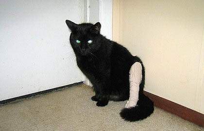For example, if she has fractured a leg bone, she may hold the perform first aid. Broken Leg In Cats - Causes, Symptoms and Treatment - Cat ...