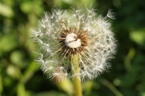 Free Images Nature Field Dandelion Flower Fly Produce Botany