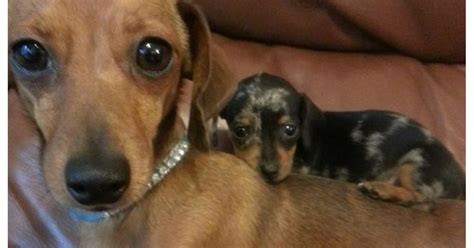 5 Things Only Dachshund Parents Understand For Example Doxies Practice