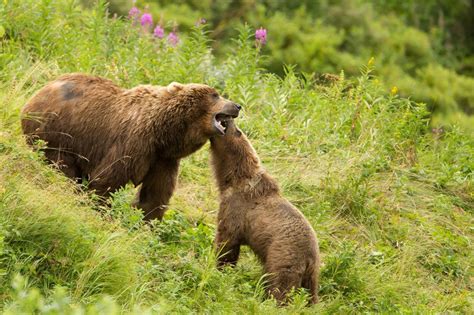 Grizzly Bear Reproduction