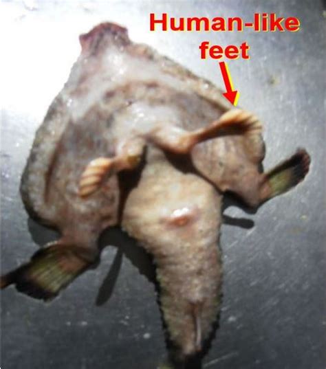 Alien Mutant Fish With Human Like Feet And Nose Stuns