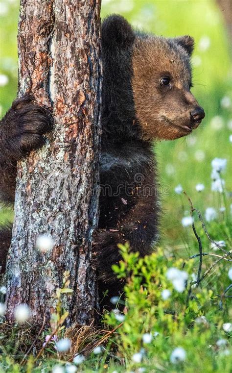 Brown Bear Cub Hiding Behind A Tree In The Summer Forest Among White