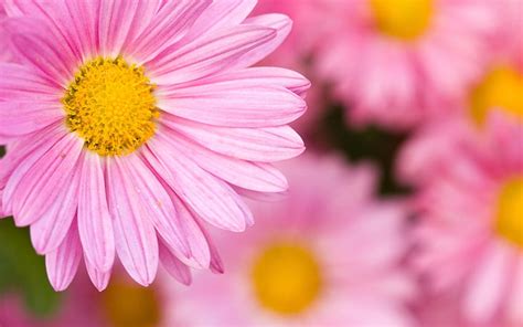Pink Daisies Pink Daisy Yellow Flower Nature Spring Beauty HD