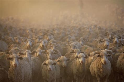 Flock Of Domestic Sheep Ovis Aries Photograph By Gallo Imagesgeorge Brits