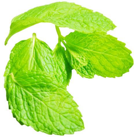 Green Fresh Mint Leaves Green Fresh Mint Png Transparent Image And