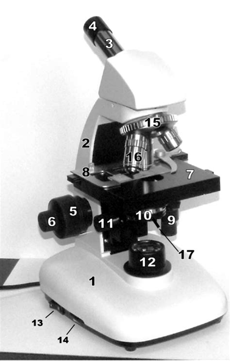 Compound Microscope Diagram Quizlet