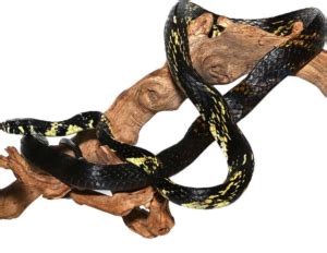 Tiger Rat Snake For Sale Upriva Reptiles