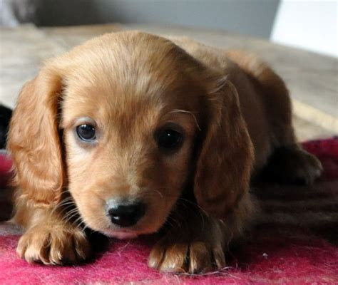 Find dogs and puppies for sale, near you and across australia. Cavapoo puppies for sale | Lydney, Gloucestershire ...