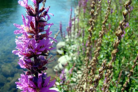 Purple Loosestrife Invasive Species Council Of British Columbia