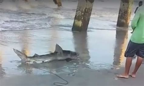 Shark Bites Man On Wrightsville Beach North Carolina Video Dailymotion