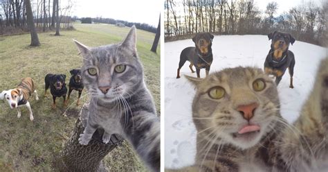 This Selfie Taking Cat Takes Better Selfies Than You