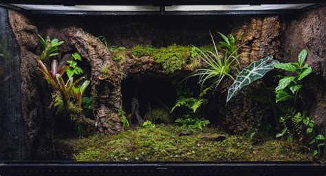 Any Love For Poison Dart Frog Paludariums Terrariums