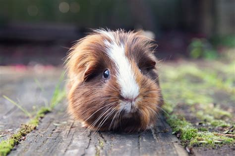 How Much Should My Guinea Pig Eat Factory Sale Save 50 Jlcatjgobmx