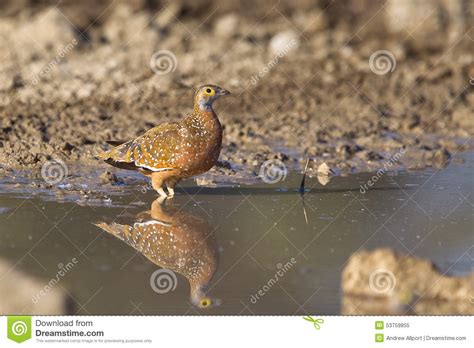 Burchell S Sandgrouse Standing In Water Stock Image Image Of Breast