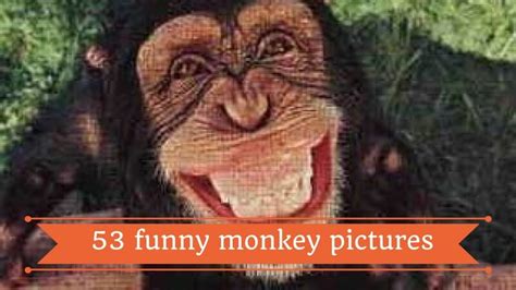 53 Funny Monkey Pictures That Prove Monkeys Are Just Little Babies