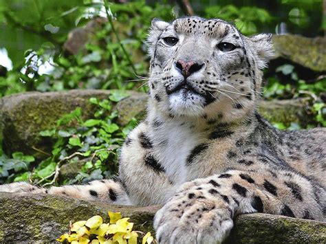 Work Begins On Dudley Zoo Snow Leopard Enclosure Express And Star