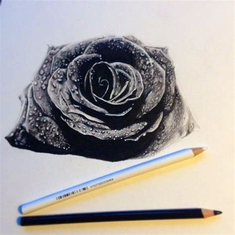 Black Rose Art Pencil Sketch Art Tutorials Art Inspiration Art