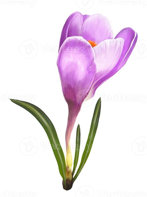 Free Saffron Freehand Drawing Crocus 15098715 Png With Transparent