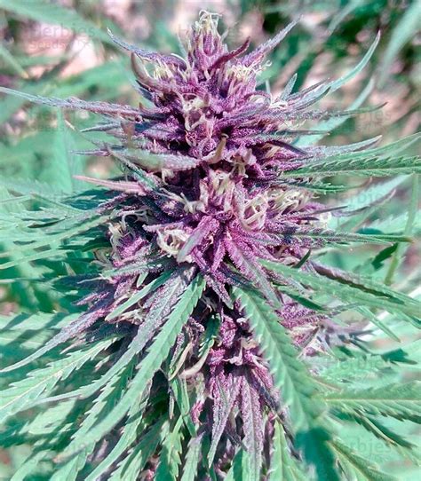 Purple 1 Regular Seeds For Sale Information And Reviews