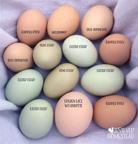 Chicken Egg Colors By Breed Silver Homestead Easter Egg Play Brick
