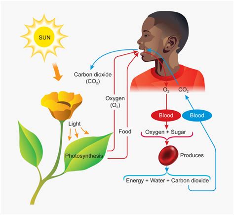 Oxygen Carbon Dioxide And Cellular Respiration Person Free