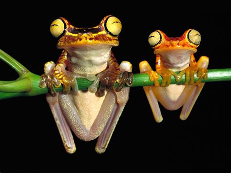 Frogs Wallpaper Cute Little Frogs Wallpaper