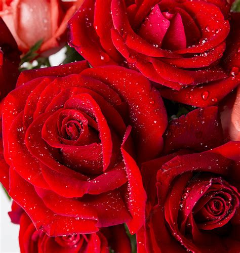 Bộ Sưu Tập Hình ảnh Bông Hoa Hồng Cực Chất đẹp Tuyệt Vời Với Hơn 999
