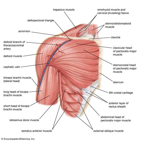 Shoulder Joint Muscles