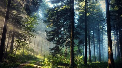 Tapety Slunečnímu Záření Stromy Krajina Příroda Zelená Ráno