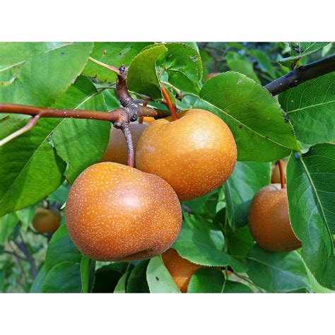 Dwarf Chojuro Asian Pear Tree Bare Root Edible Fruit