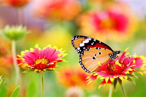 59,000+ vectors, stock photos & psd files. Flower Wallpapers, 4k, Butterfly, Colorful, Flower, Hd ...