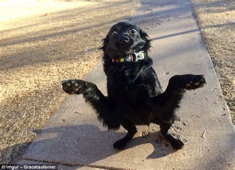 Behold The Most Hilarious Dog Pictures Ever Daily Mail Online