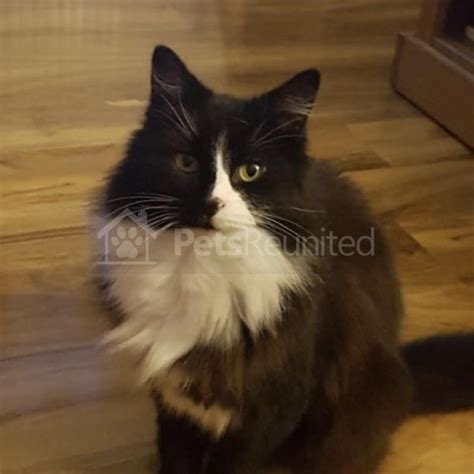 Lost Cat Black And White Norwegian Forest Cat Called