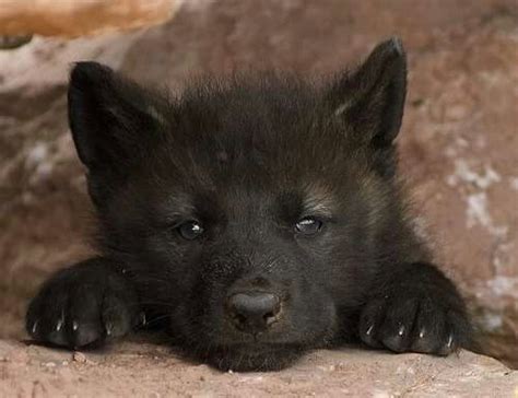 Black Wolf Pup Wolf Pup Baby Wolves Black Wolf