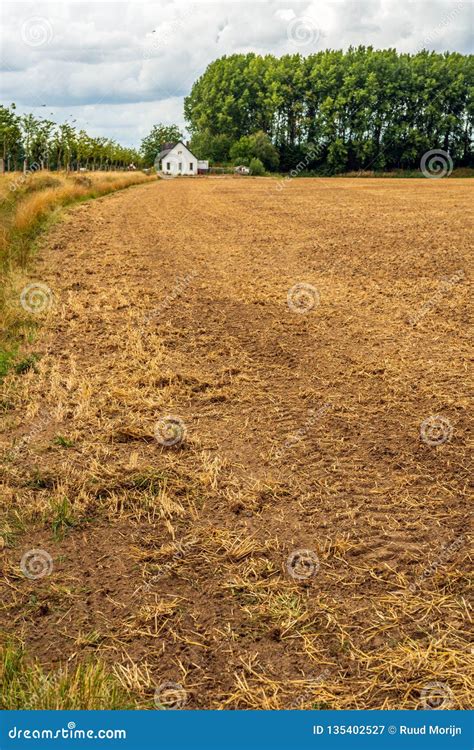 Field After Harvesting The Crop Stock Image Image Of Cloud Harvest