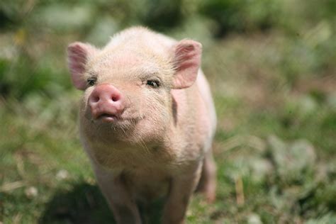 Hausschwein — (sus scrofa domestica): Hausschwein Baby - Heimidee