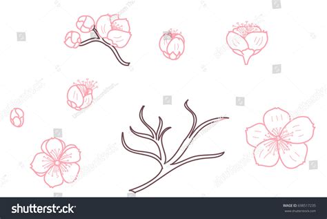 Free Hand Sakura Flower Vector Set Beautiful Royalty Free Stock